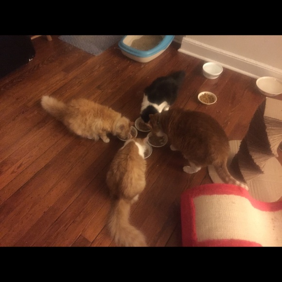 Meet your Posher, Danielle - Picture 5 of 7